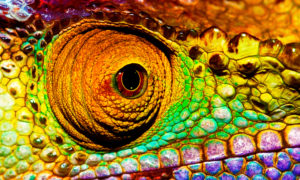 Efekt kameleona w sprzedaży